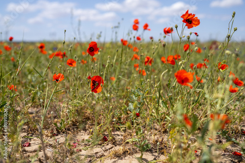 Wild poppies of the Chuy Valley. Southern Kazakhstan, in the northern part of the Tian Shan.