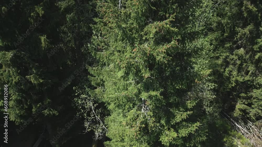 The camera rises above the concrete structure of the building's torso around the mature trees. Top down shot The camera rises above the concrete structure of the building's torso around the mature trees. Top down shot