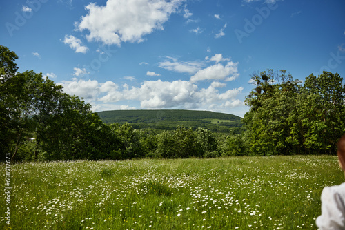 summer landscape meadows with daisies on a sunny day