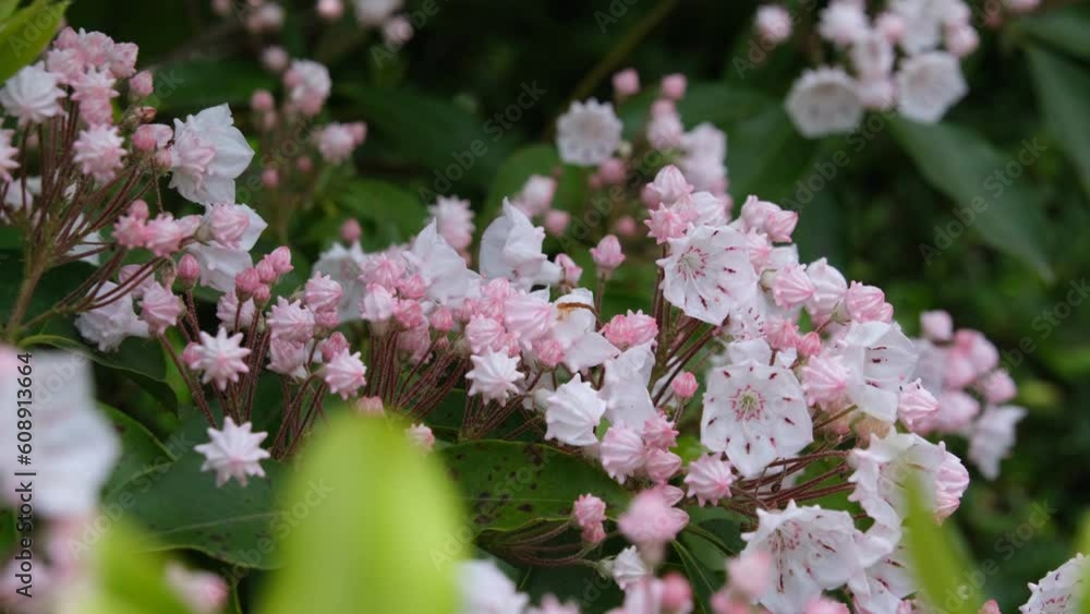 アメリカシャクナゲの花びら アメリカシャクナゲの花びら