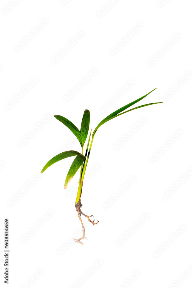 a small sapling of a tree on a white background, Ptychosperma macarthurii Nichols. a small sapling of a tree on a white background, Ptychosperma macarthurii Nichols.