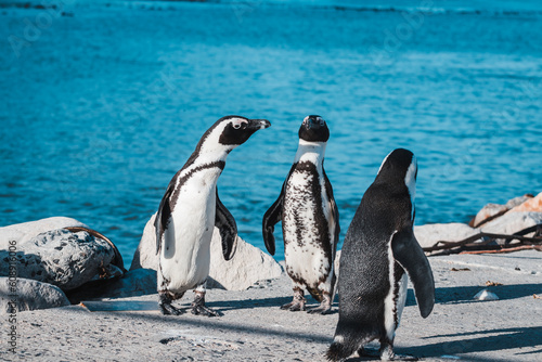 African Penguins on a slipway by the ocean