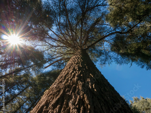 Low angle view of an old Moroccan Atlas cedar tree (Cedrus atlantica) in the Cedre Gouraud Forest in the Middle Atlas mountains near Azrou, Morocco. photo