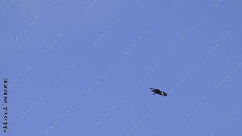 Andean condor (Vultur gryphus) soaring in a long shot against a cloudless blue sky, with wings wide and a slow descent. 6 sec Andean condor (Vultur gryphus) soaring in a long shot against a cloudless blue sky, with wings wide and a slow descent. 6 sec