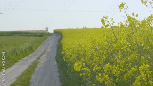 Rape field beside rurul road during sunny day in summer, static  photo