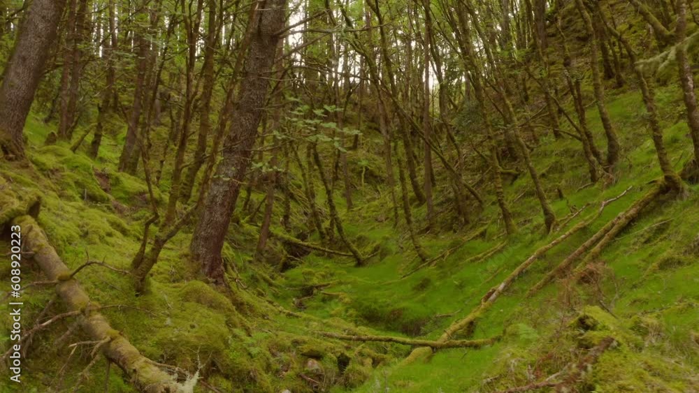 Moss covered forest understory bog and trees, aerial reverse dolly Moss covered forest understory bog and trees, aerial reverse dolly