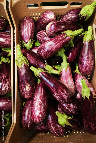 Eggplant in the basket.