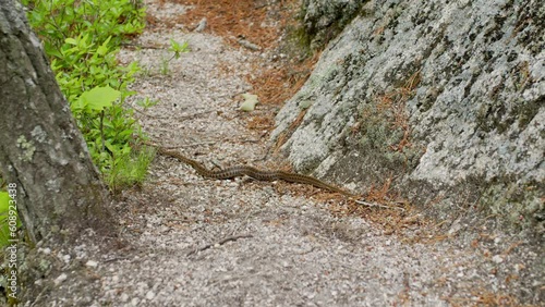 elaphe dione on the trail photo