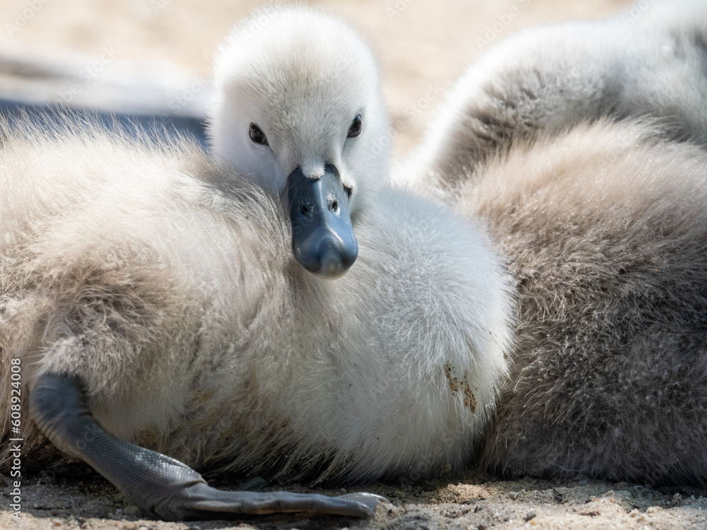 Schwan Schwan
