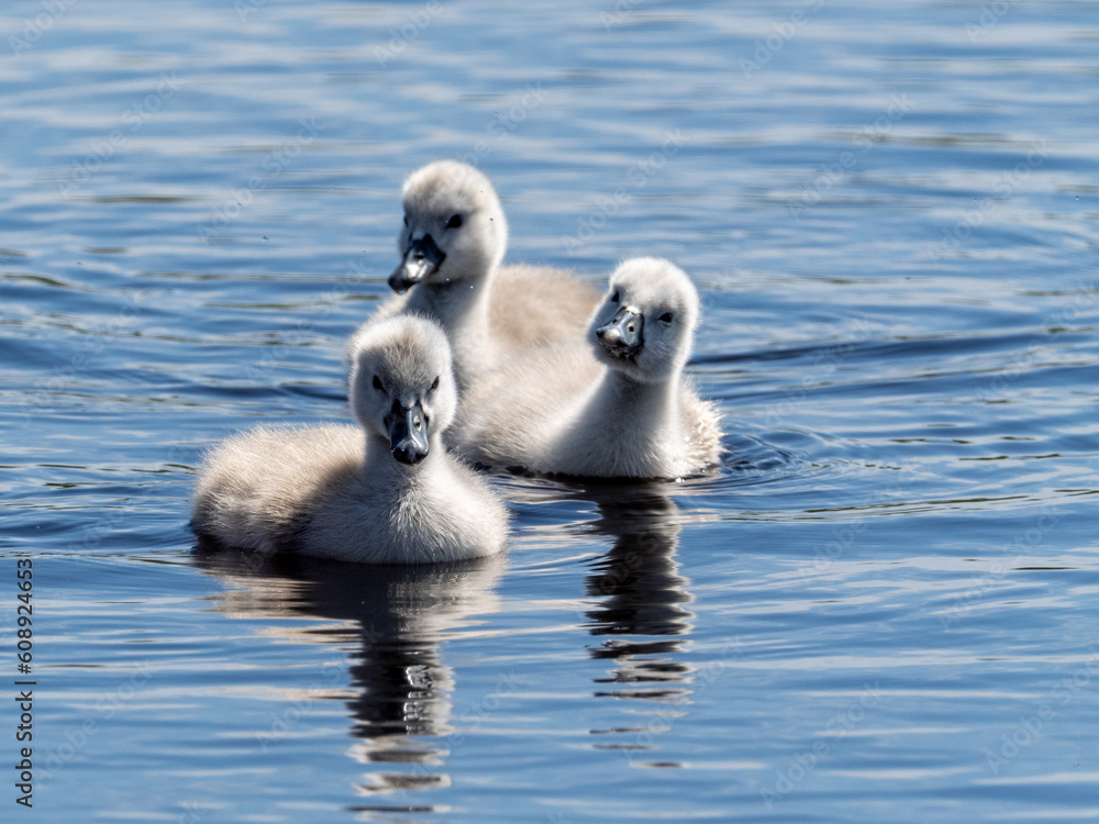 Schwan Schwan