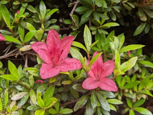 2 pink flowers in a garden