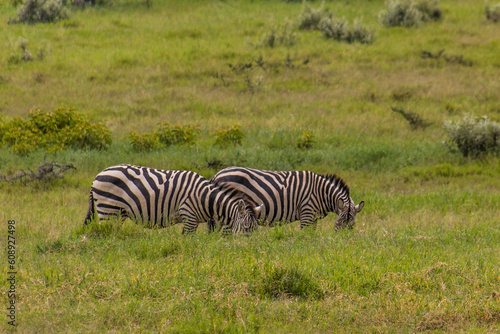 Zebras in the Hell s Gate National Park  Kenya