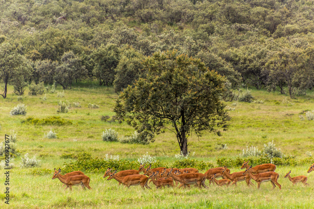 Naklejka premium Impalas (Aepyceros melampus) in the Hell's Gate National Park, Kenya