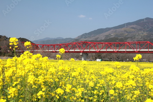 愛媛県大洲市五郎 満開の菜の花と赤橋