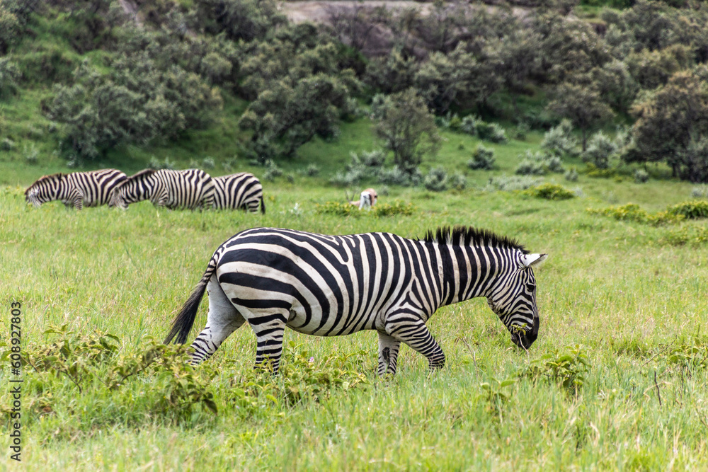 Zebras in the Hell's Gate National Park, Kenya Zebras in the Hell's Gate National Park, Kenya