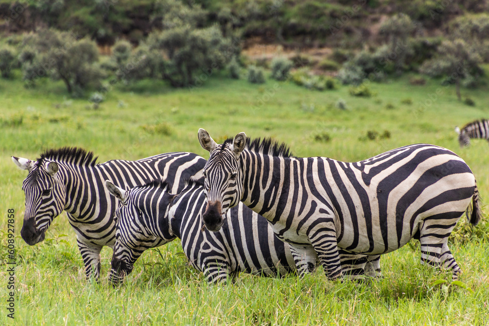 Zebras in the Hell's Gate National Park, Kenya Zebras in the Hell's Gate National Park, Kenya