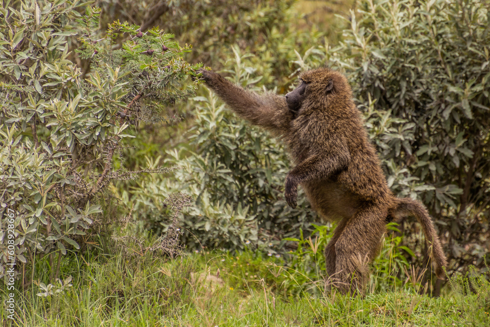 Olive Baboon (Papio anubis) in the Hell's Gate National Park, Kenya Olive Baboon (Papio anubis) in the Hell's Gate National Park, Kenya