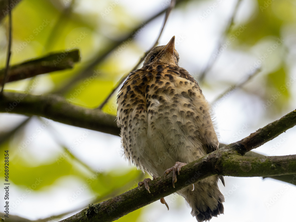 Fototapeta premium Singdrossel