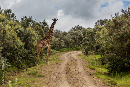 Giraffe in the Hell s Gate National Park  Kenya