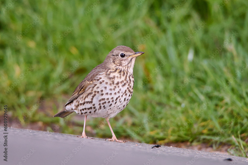 Drozd śpiewak. Turdus philomelos. A song thrush in search of food. Drozd śpiewak. Turdus philomelos. A song thrush in search of food.