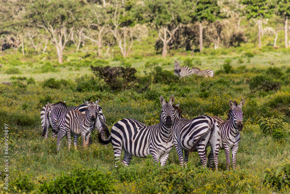 Obraz premium Zebras in the Hell's Gate National Park, Kenya