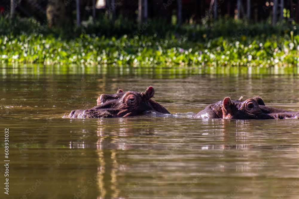 Hippopotamus (Hippopotamus amphibius) on Naivasha lake, Kenya Hippopotamus (Hippopotamus amphibius) on Naivasha lake, Kenya