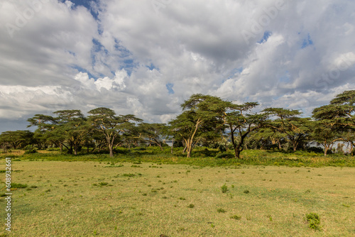 Landscape of Crescent Island Game Sanctuary on Naivasha lake, Kenya