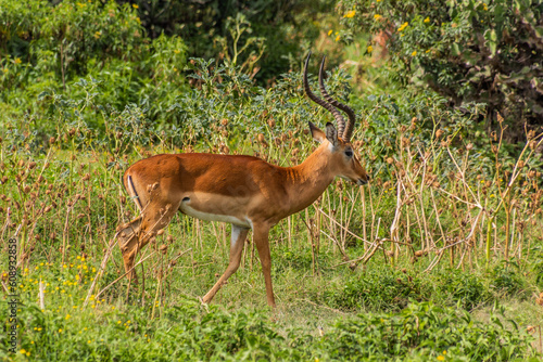 Impala (Aepyceros melampus) at Crescent Island Game Sanctuary on Naivasha lake, Kenya © Matyas Rehak