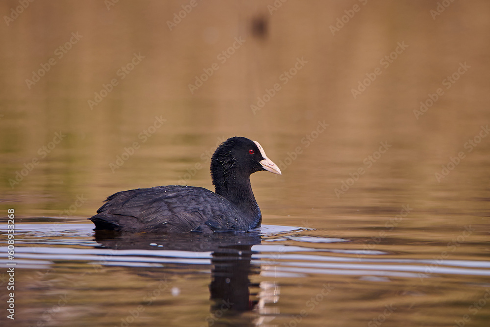 Łyska zwyczajna. Fulica atra. Common coot Łyska zwyczajna. Fulica atra. Common coot