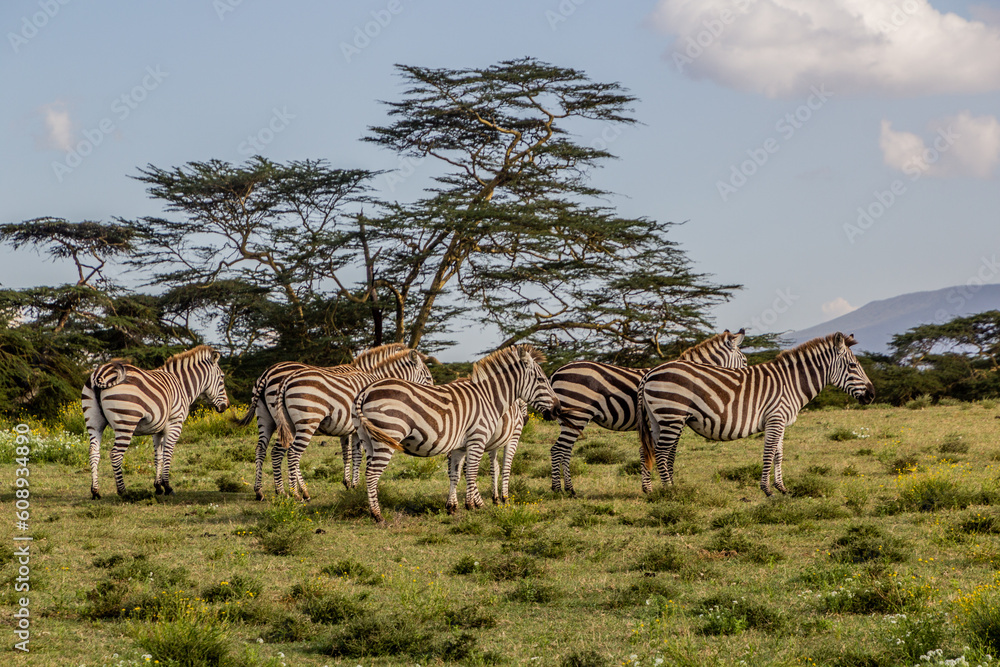Obraz premium Burchell's zebras (Equus quagga burchellii) at Crescent Island Game Sanctuary on Naivasha lake, Kenya