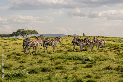 Burchell's zebras (Equus quagga burchellii) at Crescent Island Game Sanctuary on Naivasha lake, Kenya photo