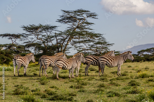 Burchell s zebras  Equus quagga burchellii  at Crescent Island Game Sanctuary on Naivasha lake  Kenya