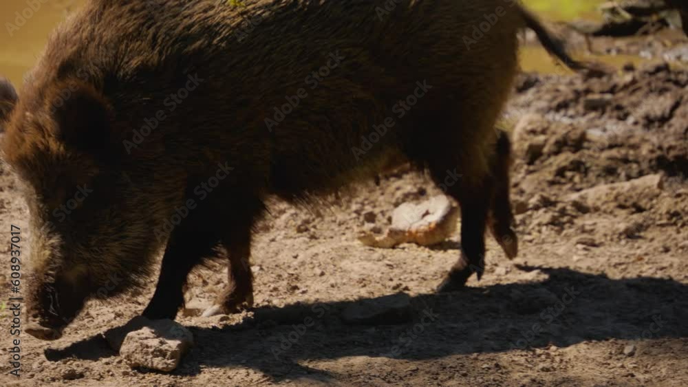 Wild baby boar piglets running around in mud. Wild baby boar piglets running around in mud.