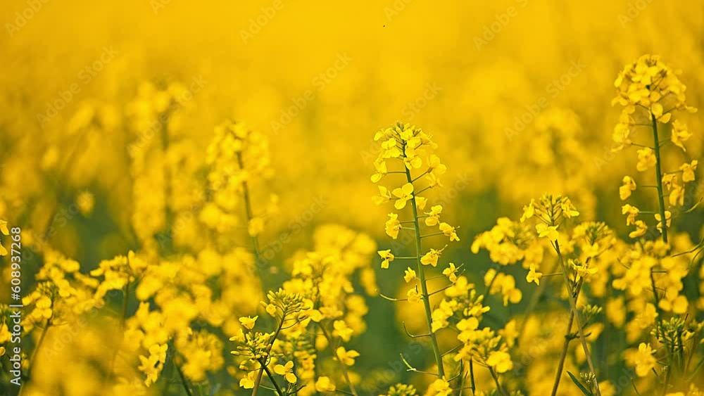 Rapeseed flower closeup. Colza canola plant for green energy, oil industry and honey plant. Rapeseed flower closeup. Colza canola plant for green energy, oil industry and honey plant.