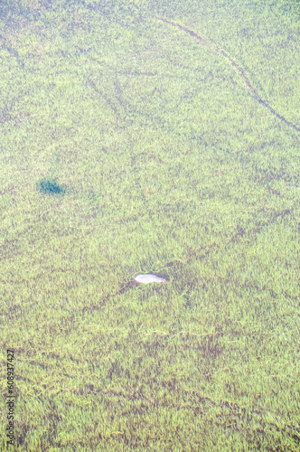 Aerial Telephoto shot of an hippopotamus that is partically submerged in the Okavango Delta Wetlands in Botswana. photo