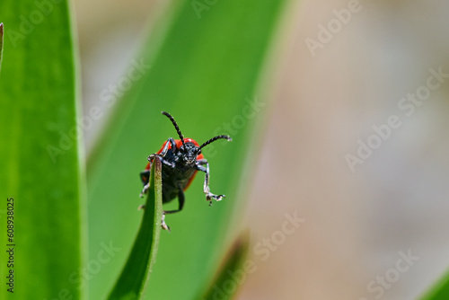An insect on a beautiful green background.