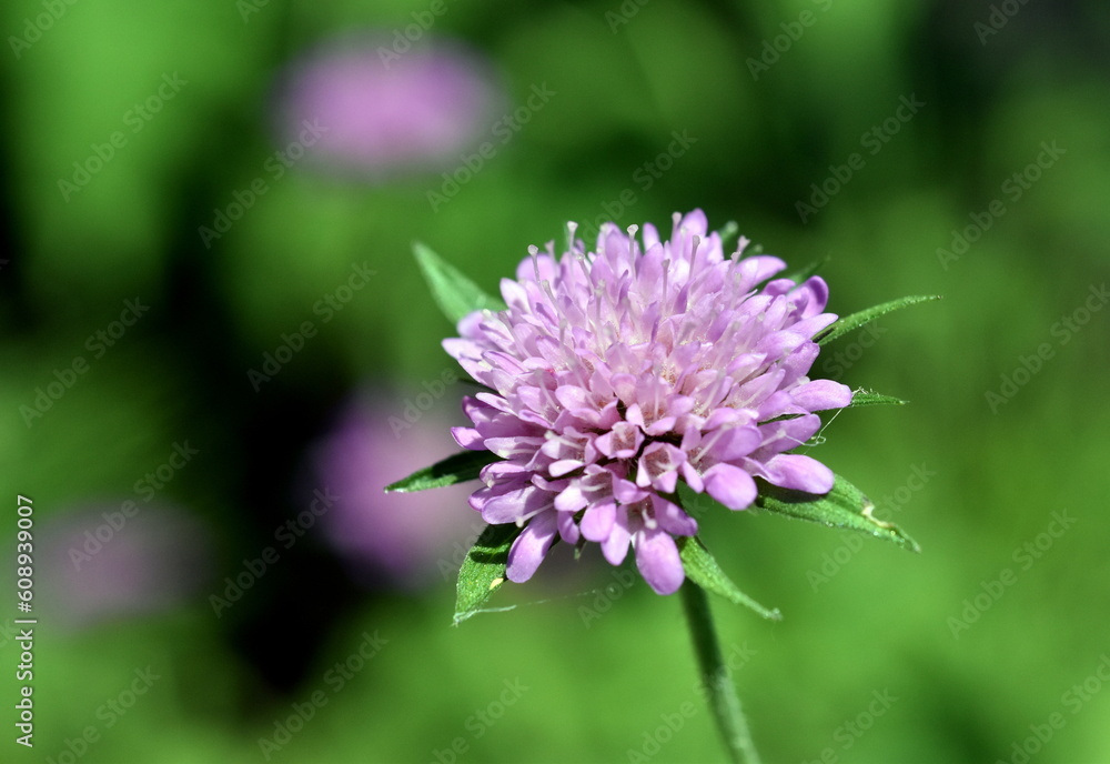 Fototapeta premium Violette Blüte einer Witwenblume