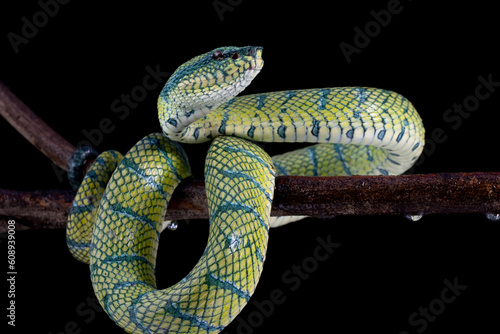 Tropidolaemus subannulatus wagleri viper closeup on branch, Tropidolaemus subannulatus closeup, Closeup snake photo