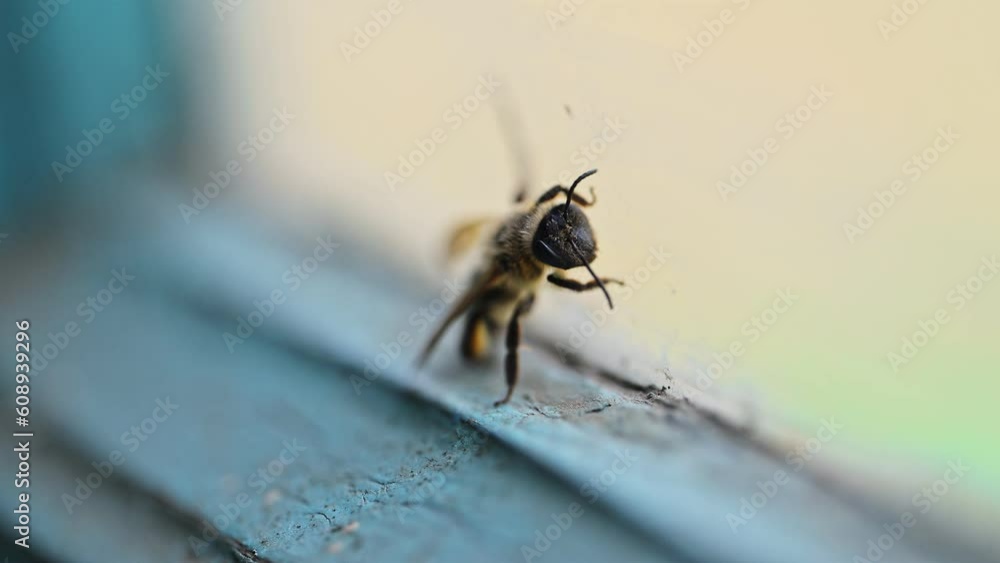 Bees flying, close-up view, slow-motion Bees flying, close-up view, slow-motion