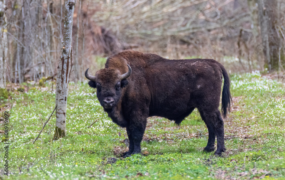 Fototapeta premium European Bison(Bison bonasus) male