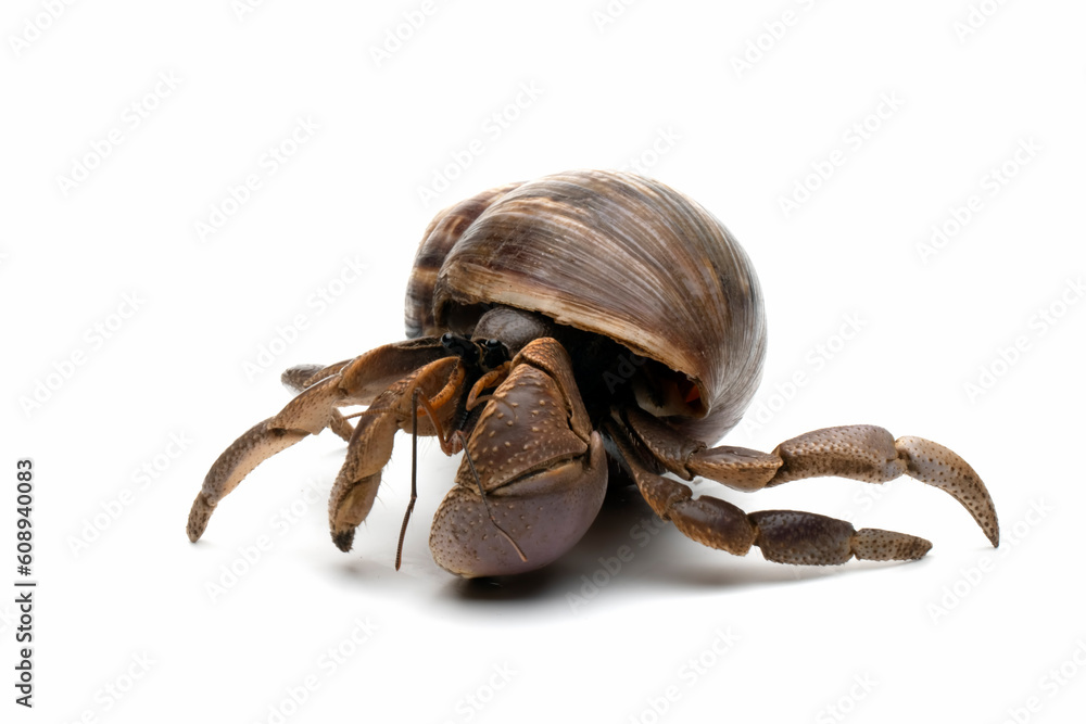 Hermit crab closeup on isolated background, Hermit crab closeup