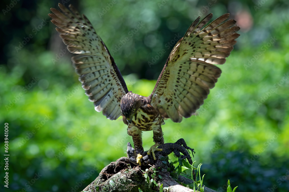 Fototapeta premium Crested Goshawk catches a lizard on a tree, Crested Goshawk catches lizard with natural background