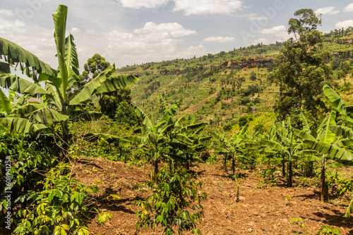 Banana plantation near Sipi village, Uganda photo