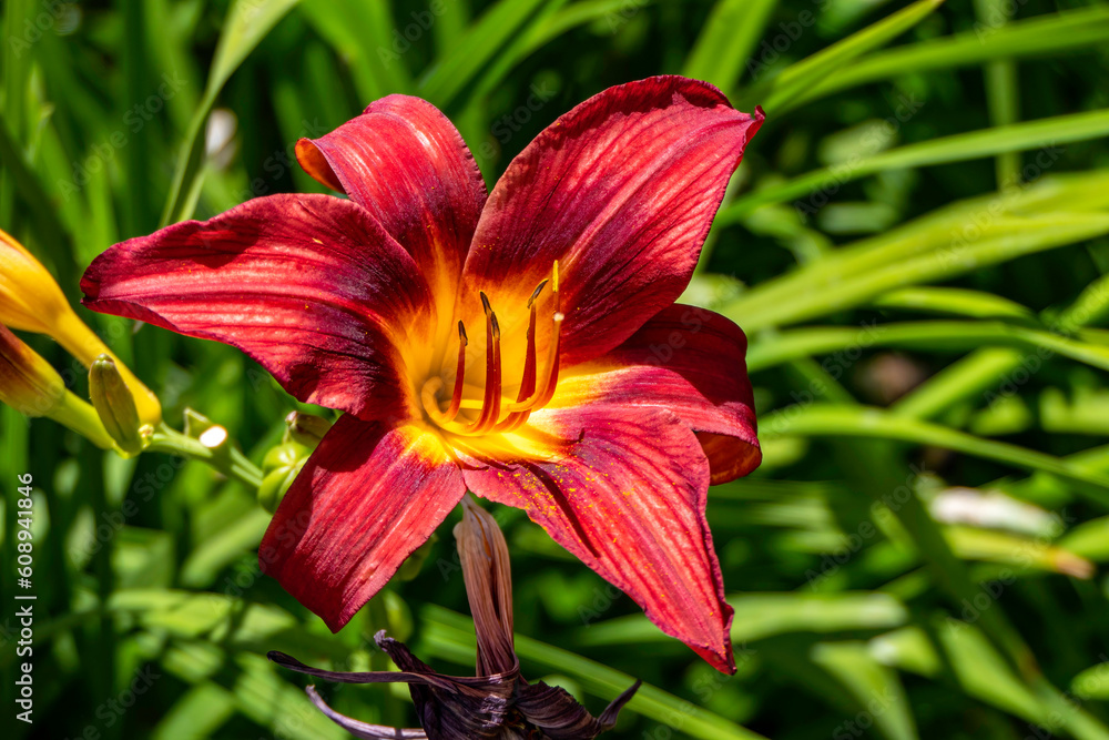 Red Daylily flowers close up. Cultivated garden plant.