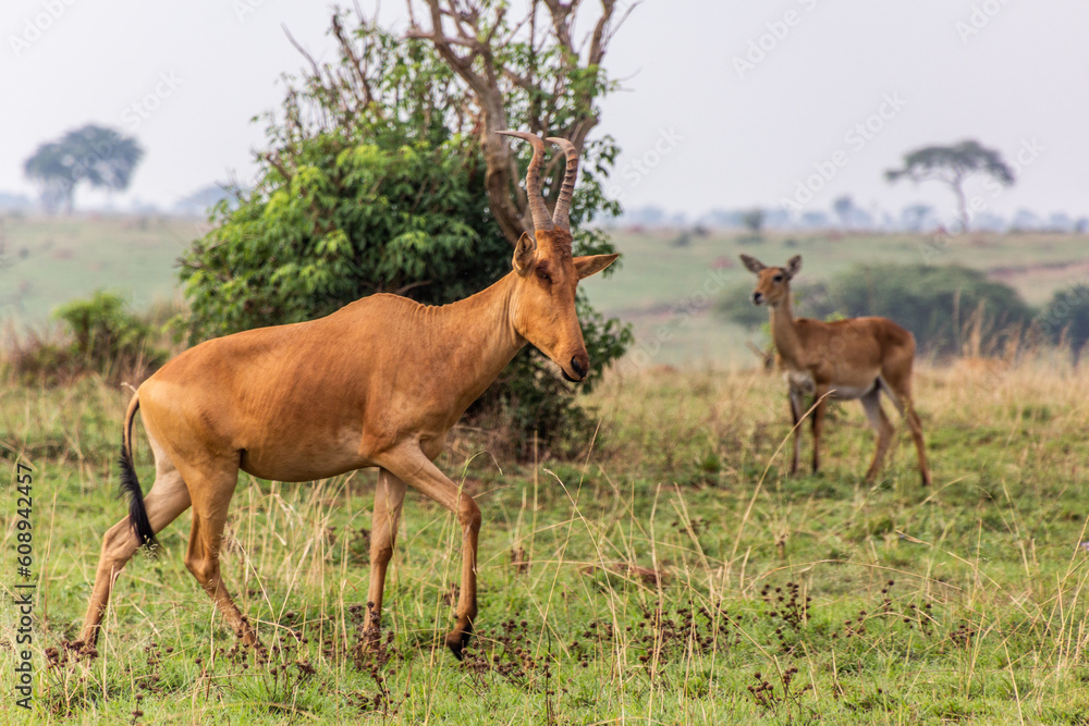 Fototapeta premium Lelwel Hartebeest (Alcelaphus buselaphus lelwel) in Murchison Falls national park, Uganda