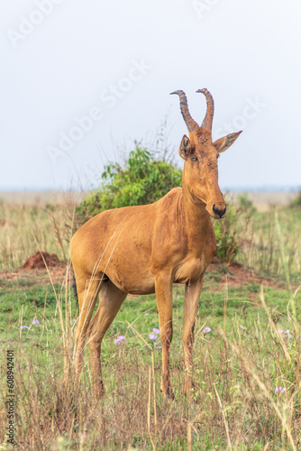 Lelwel Hartebeest  Alcelaphus buselaphus lelwel  in Murchison Falls national park  Uganda