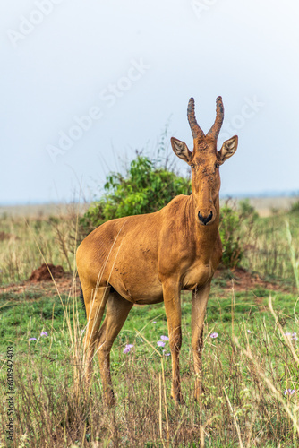 Lelwel Hartebeest  Alcelaphus buselaphus lelwel  in Murchison Falls national park  Uganda