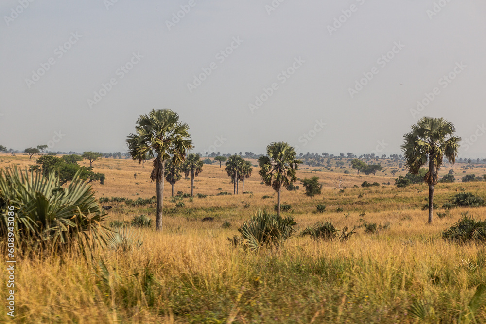 Landscape of Murchison Falls national park, Uganda Landscape of Murchison Falls national park, Uganda