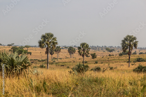 Landscape of Murchison Falls national park  Uganda