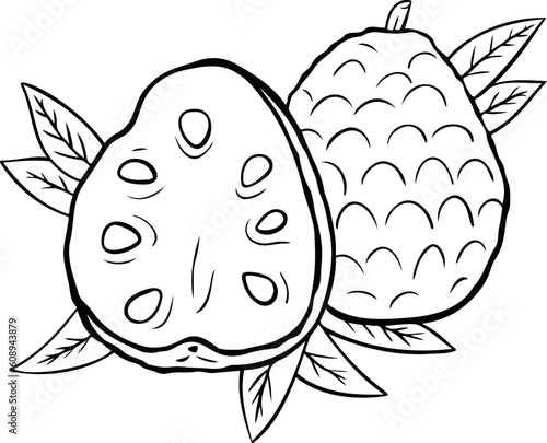 Cherimoya, annona reticulata, sugar apple. Custard apple whole fruit and half sliced isolated on white background. Vector illustration in doodle style